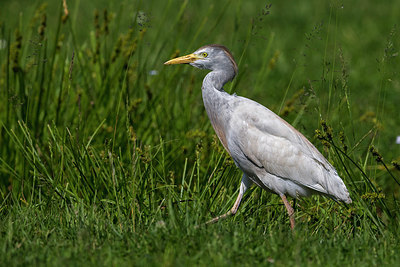 BUITEN BEELD Foto: 266549
