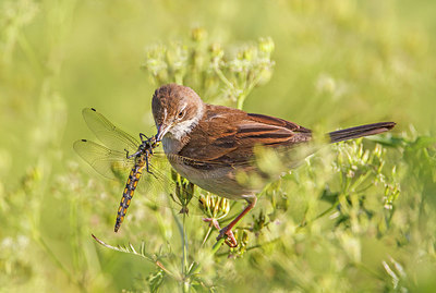 BUITEN BEELD Foto: 266550