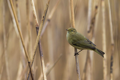 BUITEN BEELD Foto: 266560