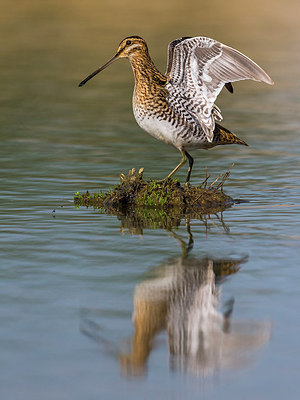 BUITEN BEELD Foto: 266568