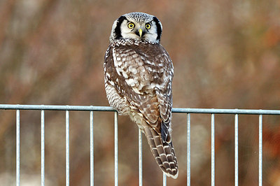 BUITEN BEELD Foto: 266615