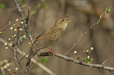 BUITEN BEELD Foto: 266620