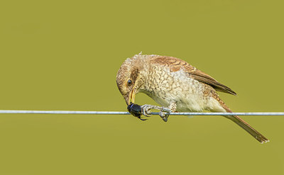 BUITEN BEELD Foto: 266627