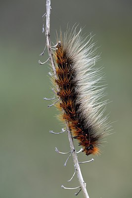 BUITEN BEELD Foto: 266642