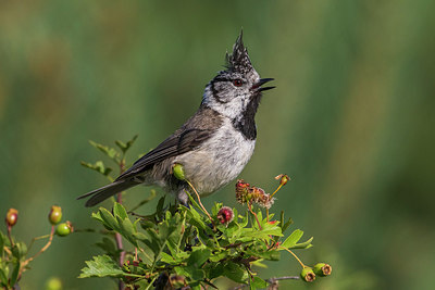BUITEN BEELD Foto: 266676