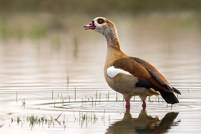 BUITEN BEELD Foto: 266694