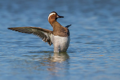 BUITEN BEELD Foto: 266717
