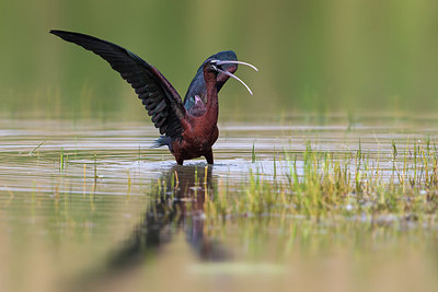 BUITEN BEELD Foto: 266732