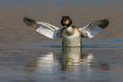 BUITEN BEELD Foto: 266737