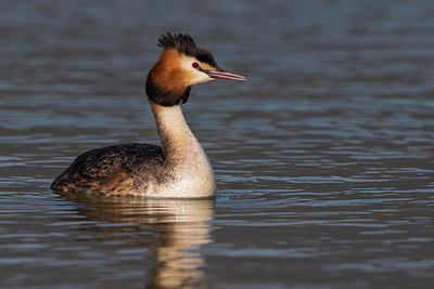 BUITEN BEELD Foto: 266739