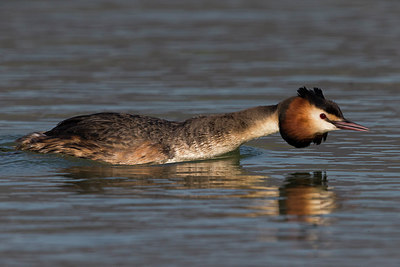 BUITEN BEELD Foto: 266740