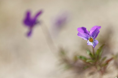 BUITEN BEELD Foto: 266847