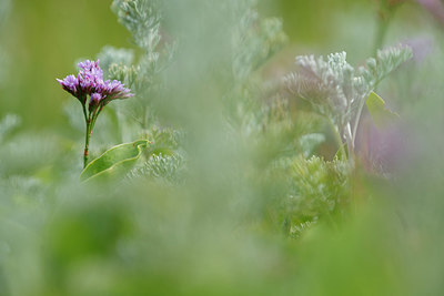 BUITEN BEELD Foto: 266870