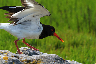 BUITEN BEELD Foto: 266884