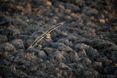 BUITEN BEELD Foto: 266910