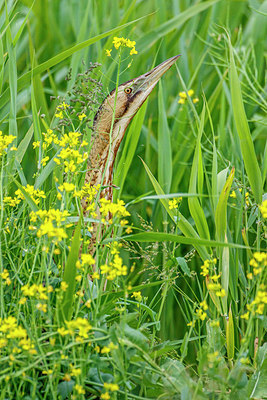 BUITEN BEELD Foto: 266954
