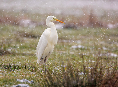 BUITEN BEELD Foto: 266961