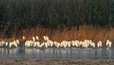 BUITEN BEELD Foto: 266974
