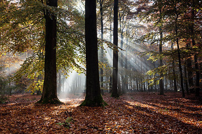 BUITEN BEELD Foto: 266977