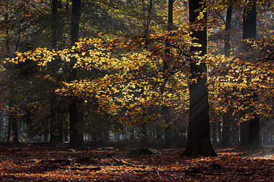 BUITEN BEELD Foto: 266979