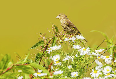 BUITEN BEELD Foto: 266984