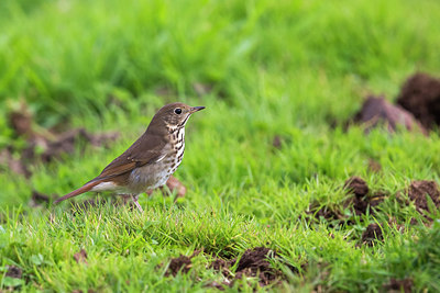 BUITEN BEELD Foto: 267073