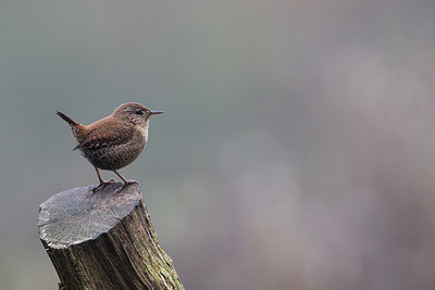 BUITEN BEELD Foto: 267075