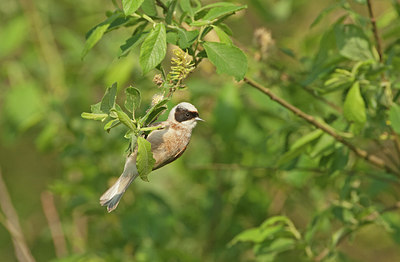 BUITEN BEELD Foto: 267100