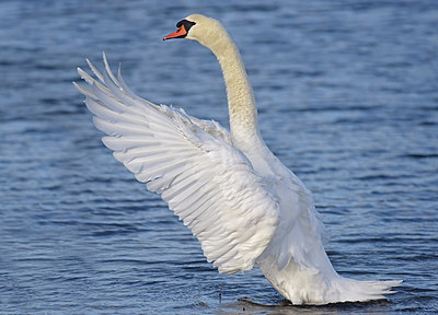 BUITEN BEELD Foto: 267101