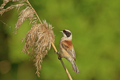 BUITEN BEELD Foto: 267103