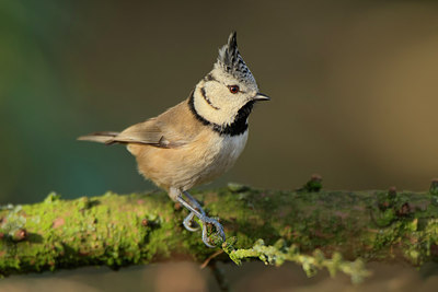 BUITEN BEELD Foto: 267129