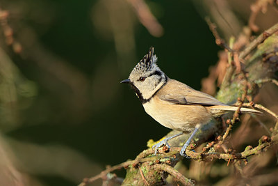 BUITEN BEELD Foto: 267132
