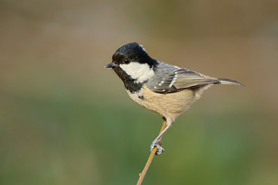 BUITEN BEELD Foto: 267136