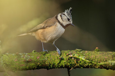 BUITEN BEELD Foto: 267137
