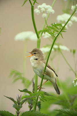 BUITEN BEELD Foto: 267143