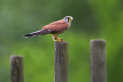 BUITEN BEELD Foto: 267176
