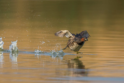 BUITEN BEELD Foto: 267181