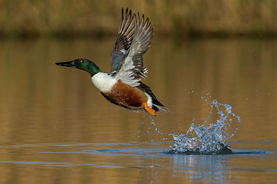 BUITEN BEELD Foto: 267207