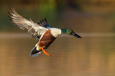 BUITEN BEELD Foto: 267208