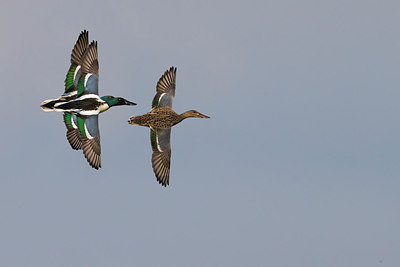 BUITEN BEELD Foto: 267215