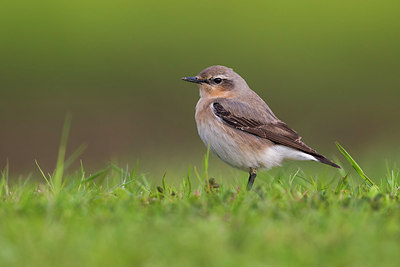 BUITEN BEELD Foto: 267435