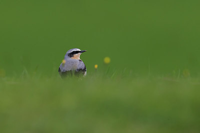 BUITEN BEELD Foto: 267443