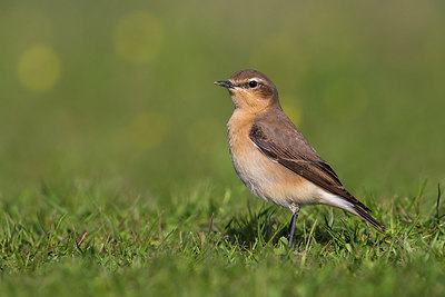 BUITEN BEELD Foto: 267445