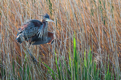 BUITEN BEELD Foto: 267460