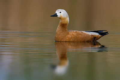 BUITEN BEELD Foto: 267520