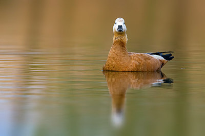BUITEN BEELD Foto: 267521