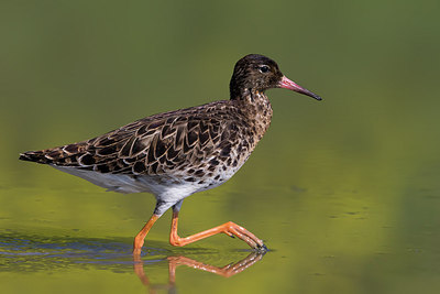 BUITEN BEELD Foto: 267525