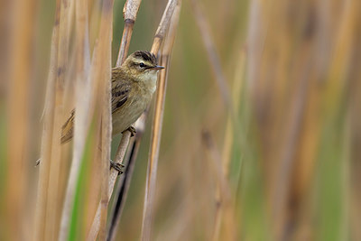 BUITEN BEELD Foto: 267536