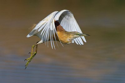 BUITEN BEELD Foto: 267546