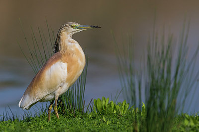 BUITEN BEELD Foto: 267548